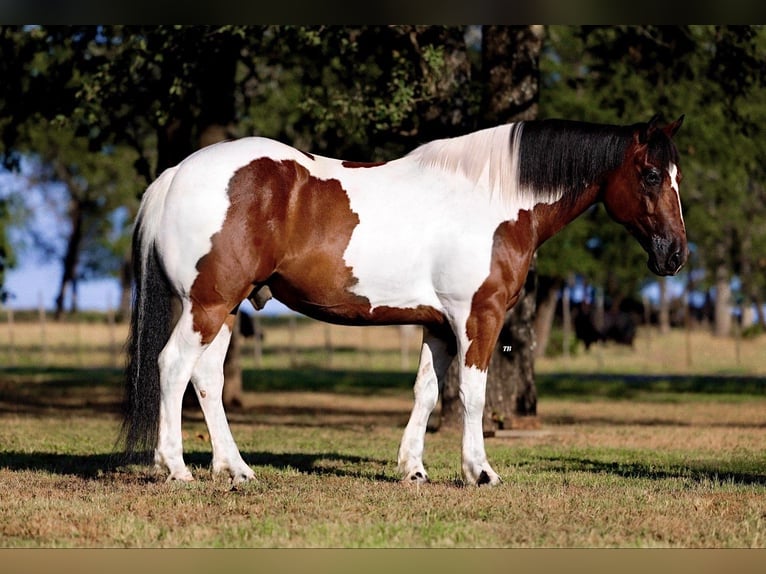 Draft Horse Blandning Valack 7 år 157 cm Tobiano-skäck-alla-färger in Lipan, TX