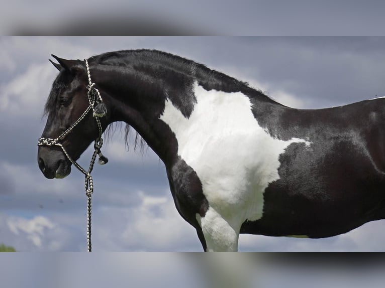 Draft Horse Blandning Valack 7 år 157 cm in Fresno, OH