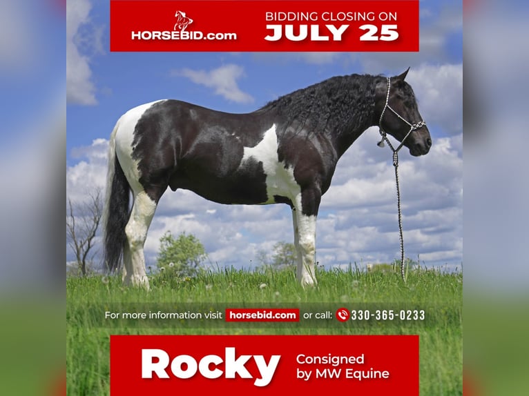 Draft Horse Blandning Valack 7 år 157 cm in Fresno, OH