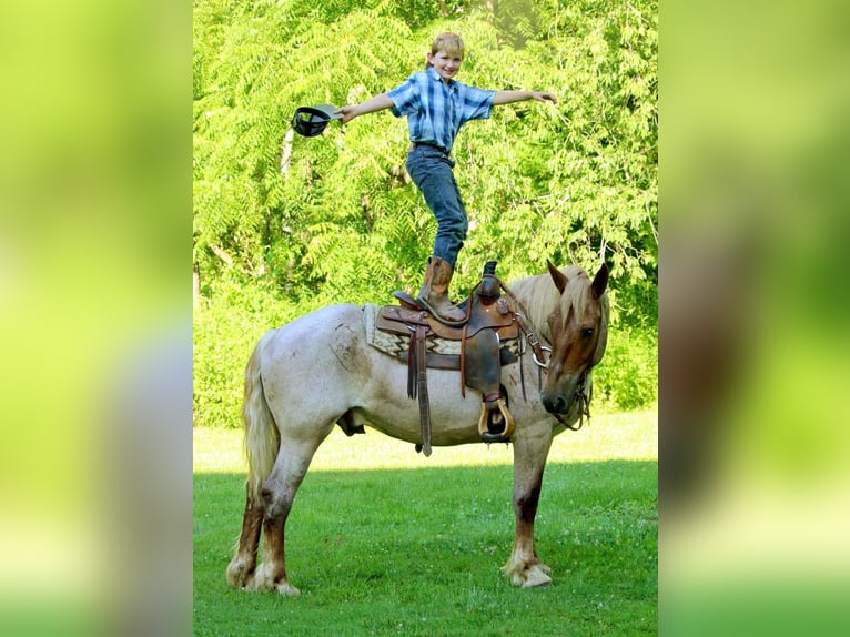 Draft Horse Valack 7 år 160 cm Rödskimmel in Everett PA