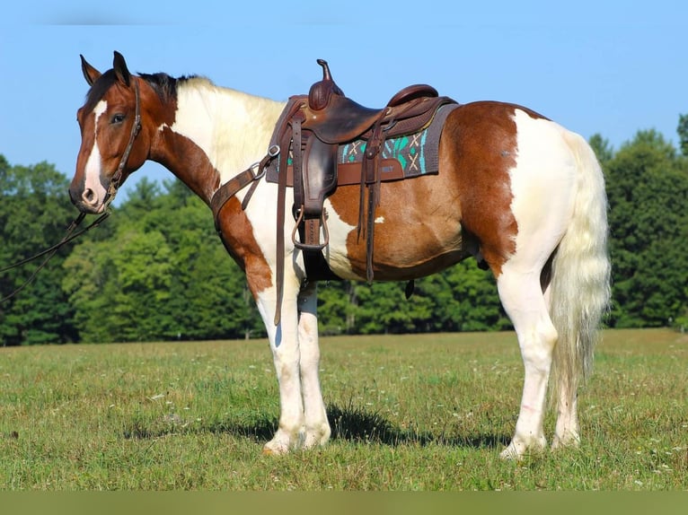 Draft Horse Blandning Valack 7 år 160 cm in Brookville, PA