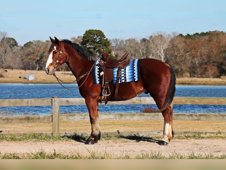 Draft Horse Blandning Valack 7 år 163 cm Brun in Huntsville, TX