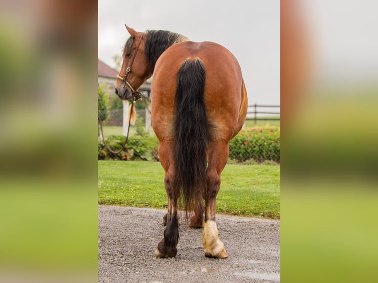 Draft Horse Blandning Valack 7 år 163 cm Brun in Millersburg