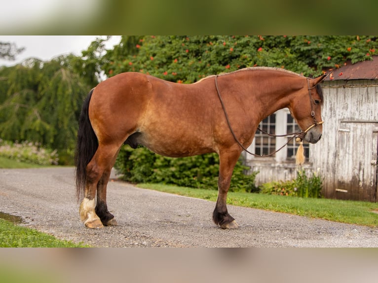 Draft Horse Blandning Valack 7 år 163 cm Brun in Millersburg