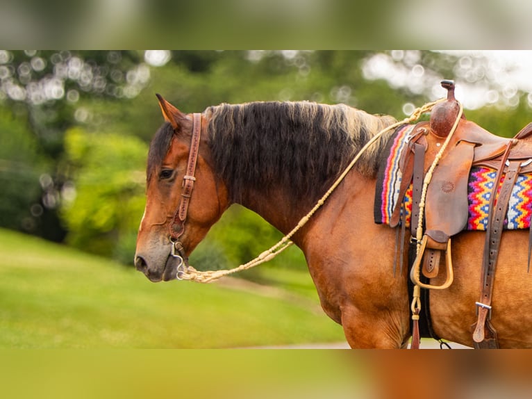 Draft Horse Blandning Valack 7 år 163 cm Brun in Millersburg