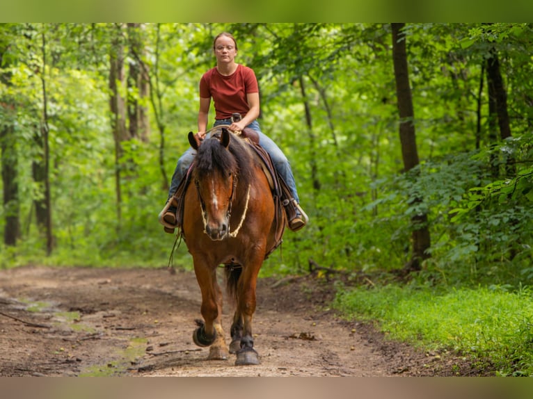 Draft Horse Blandning Valack 7 år 163 cm Brun in Millersburg