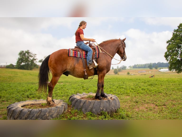 Draft Horse Blandning Valack 7 år 163 cm Brun in Millersburg