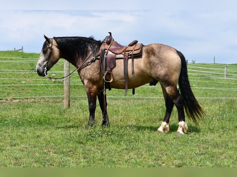 Draft Horse Blandning Valack 7 år 163 cm Gulbrun in Rebersburg, PA