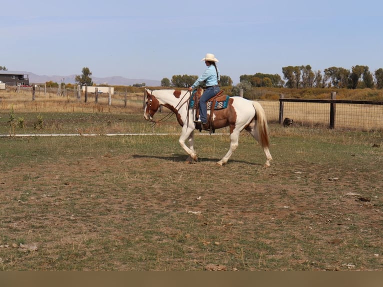 Draft Horse Blandning Valack 7 år 163 cm Pinto in Congress, AZ
