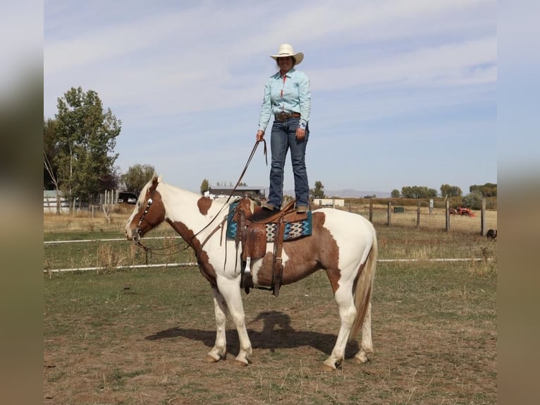 Draft Horse Blandning Valack 7 år 163 cm Pinto in Congress, AZ