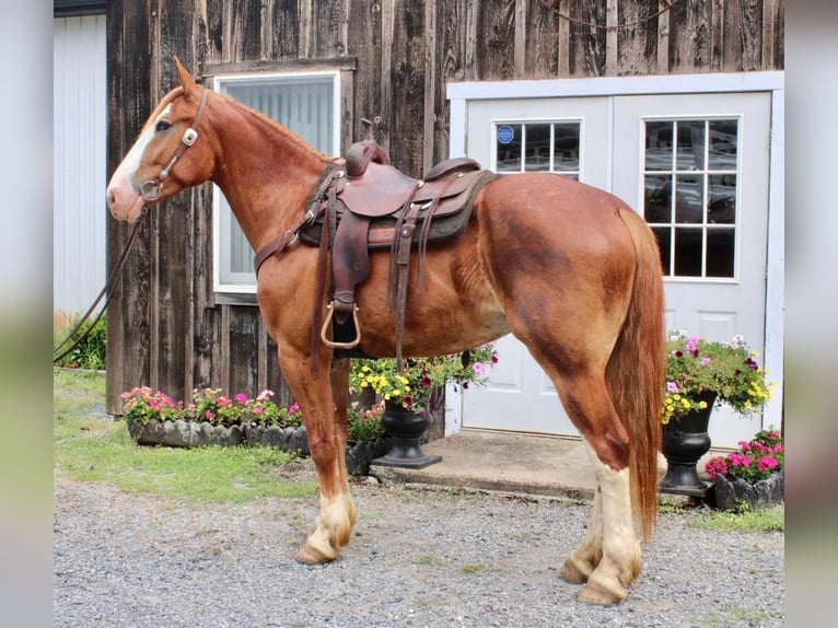 Draft Horse Blandning Valack 7 år 165 cm Fux in Allentown, NJ