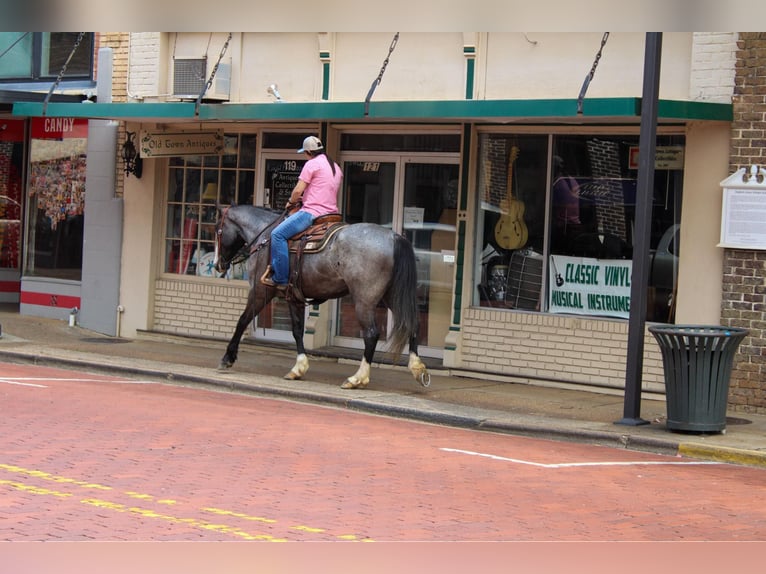Draft Horse Valack 7 år 165 cm Konstantskimmel in Rusk TX