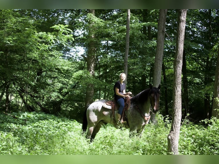Draft Horse Blandning Valack 7 år 168 cm Brunskimmel in Millersburg, OH