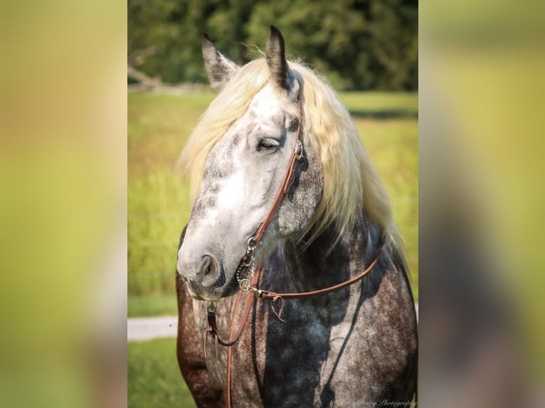 Draft Horse Valack 7 år 173 cm Gråskimmel in Auburn KY