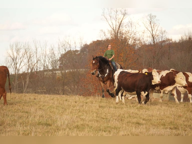 Draft Horse Blandning Valack 7 år 178 cm Brun in Fresno, OH