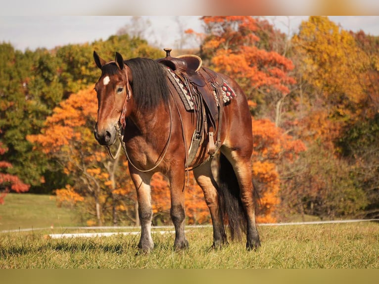 Draft Horse Blandning Valack 7 år 178 cm Brun in Fresno, OH