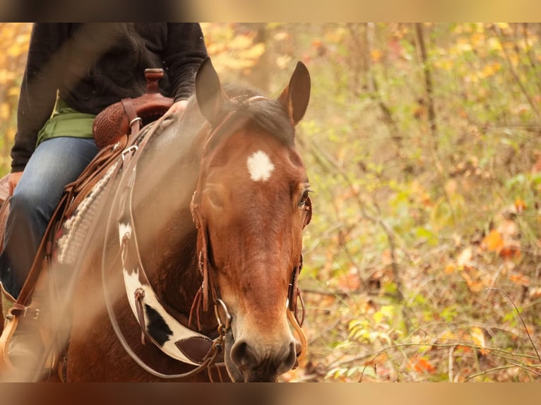 Draft Horse Blandning Valack 7 år 178 cm Brun in Fresno, OH