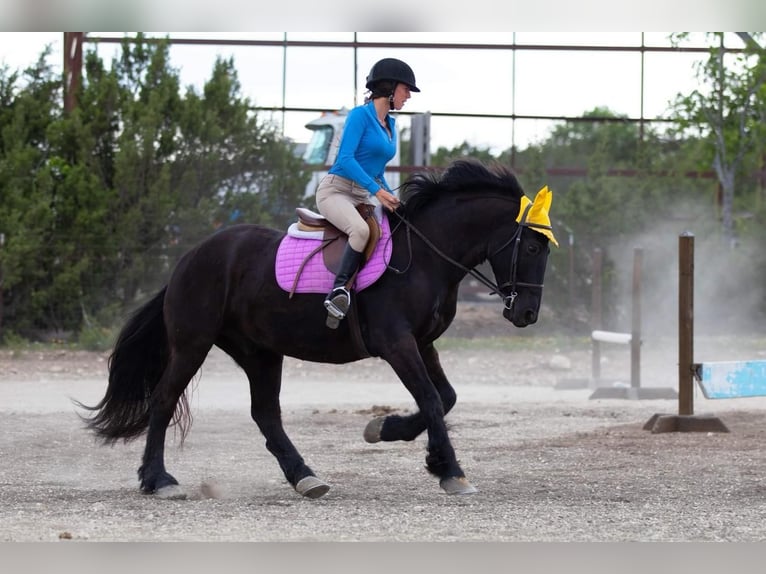 Draft Horse Blandning Valack 7 år Svart in Joshua, TX