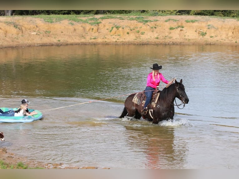 Draft Horse Blandning Valack 7 år Svart in Joshua, TX