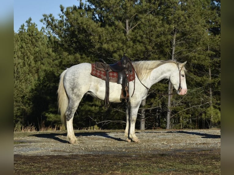 Draft Horse Valack 7 år Tobiano-skäck-alla-färger in Sweet Springs MO
