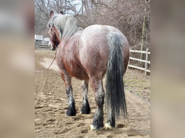 Draft Horse Blandning Valack 7 år in Allentown, NJ