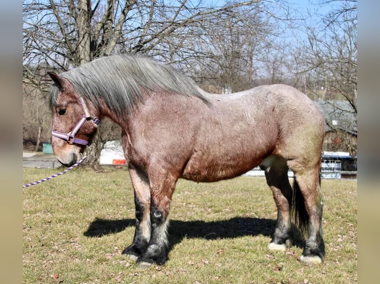 Draft Horse Blandning Valack 7 år in Allentown, NJ