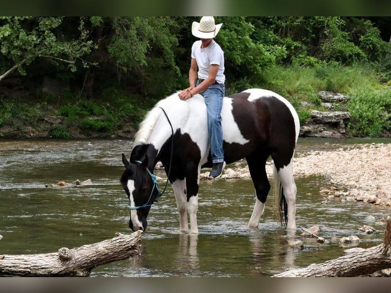 Draft Horse Blandning Valack 7 år in Mt Vernon, MO