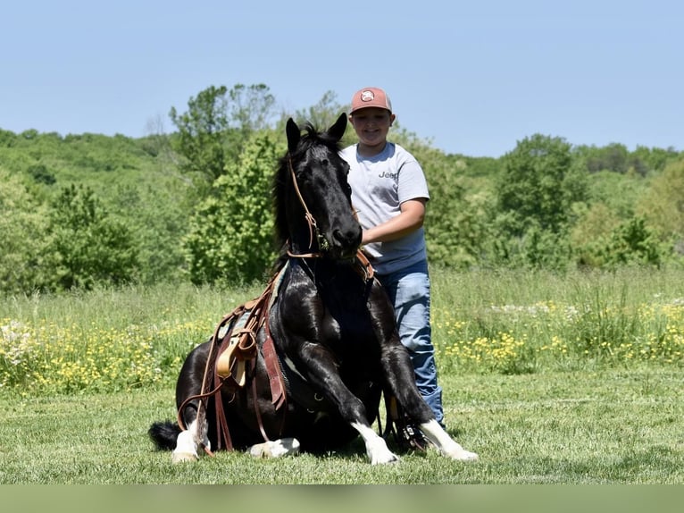 Draft Horse Blandning Valack 7 år in Crab Orchard, KY