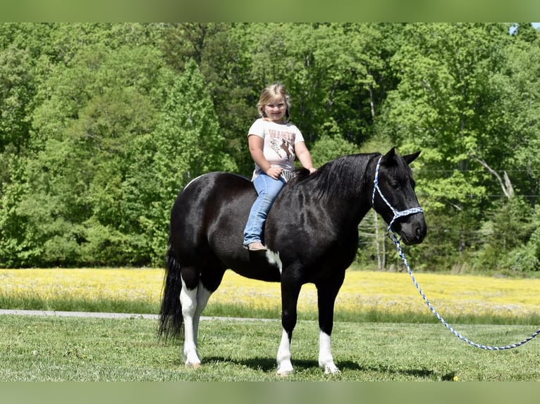 Draft Horse Blandning Valack 7 år in Crab Orchard, KY