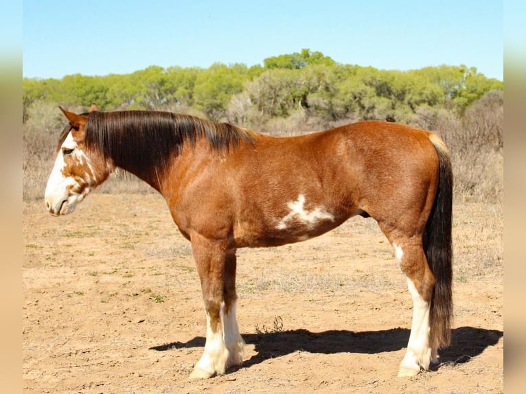 Draft Horse Blandning Valack 8 år 142 cm Brunskimmel in Redrock, NM