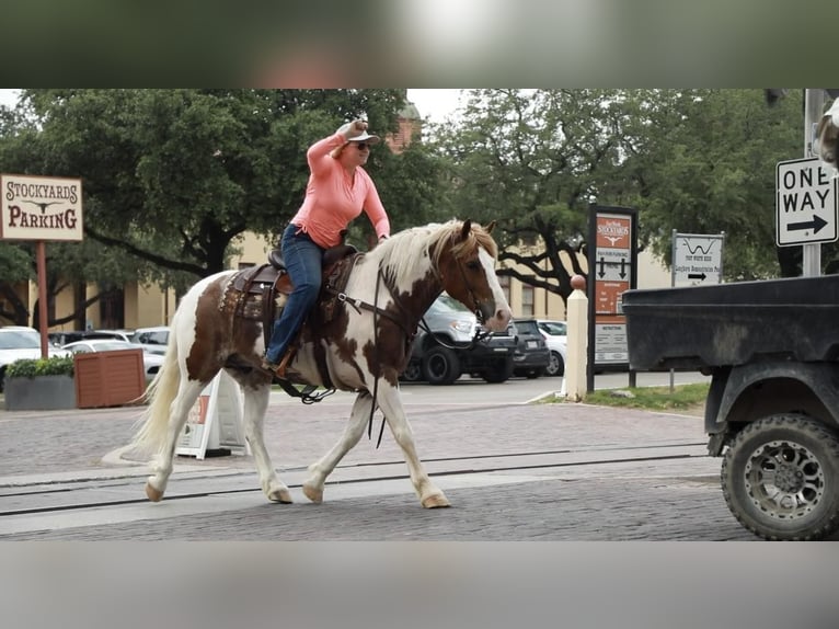 Draft Horse Valack 8 år 145 cm Rödskimmel in Weatherford TX