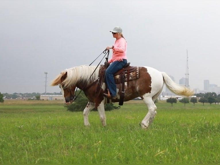 Draft Horse Valack 8 år 145 cm Rödskimmel in Weatherford TX