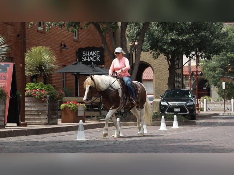 Draft Horse Valack 8 år 145 cm Rödskimmel in Weatherford TX