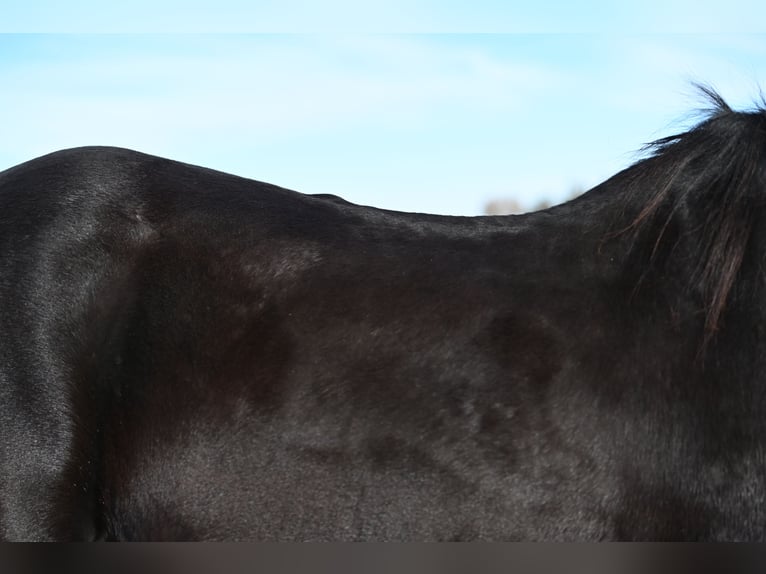 Draft Horse Blandning Valack 8 år 152 cm Svart in Chadron