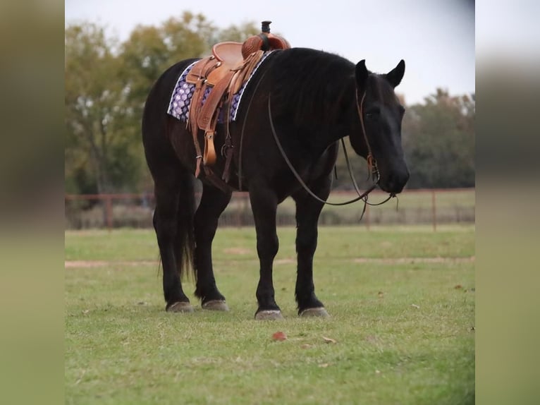 Draft Horse Blandning Valack 8 år 155 cm Svart in Grand Saline, TX