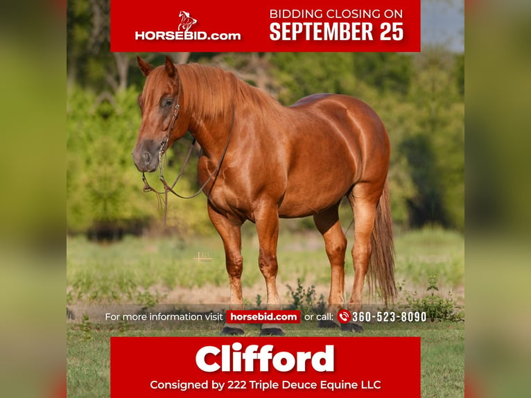 Draft Horse Blandning Valack 8 år 157 cm Fux in Weatherford, TX