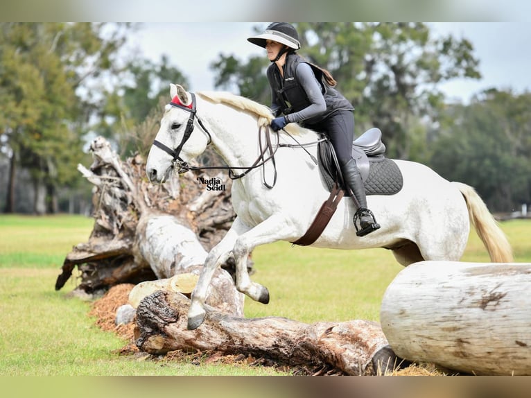 Draft Horse Blandning Valack 8 år 157 cm Grå in Brooksville, FL