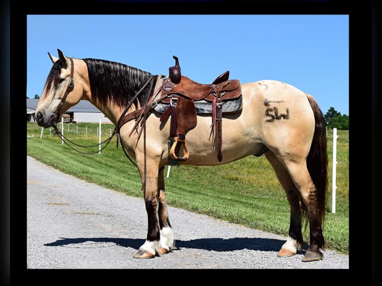 Draft Horse Valack 8 år 157 cm Gulbrun in Greenville Ky