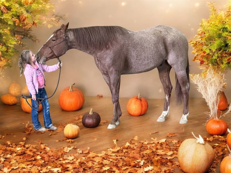 Draft Horse Blandning Valack 8 år 163 cm Konstantskimmel in Henderson, KY