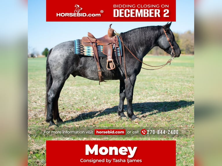 Draft Horse Blandning Valack 8 år 163 cm Konstantskimmel in Henderson, KY