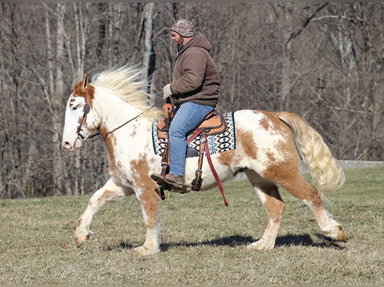 Draft Horse Valack 8 år 163 cm Overo-skäck-alla-färger in Mount Vernon KY