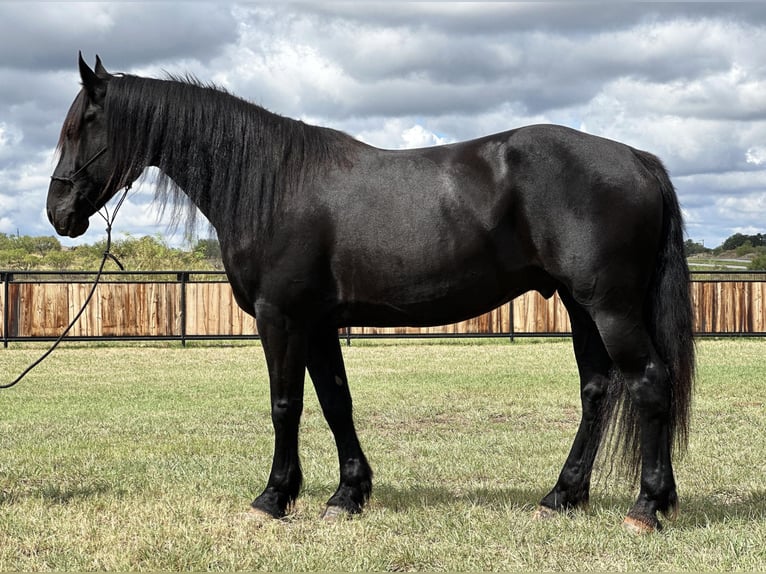 Draft Horse Valack 8 år 163 cm Svart in Byers TX