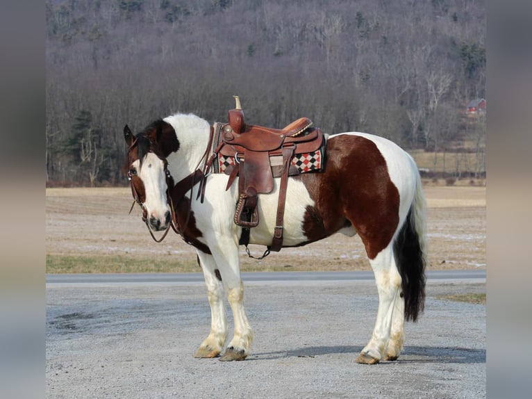 Draft Horse Blandning Valack 8 år 163 cm in Rebersburg, PA