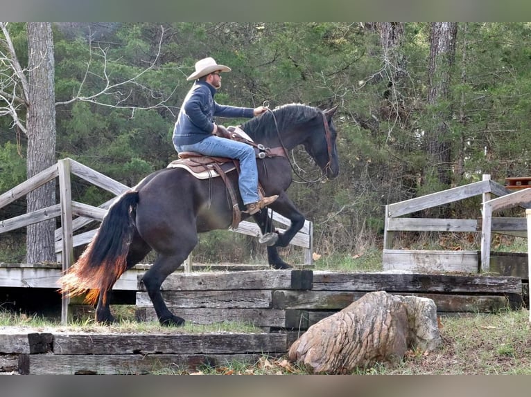 Draft Horse Blandning Valack 8 år 168 cm Svart in Mt Vernon, MO