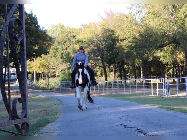 Draft Horse Blandning Valack 8 år 170 cm in Pilot Point, TX