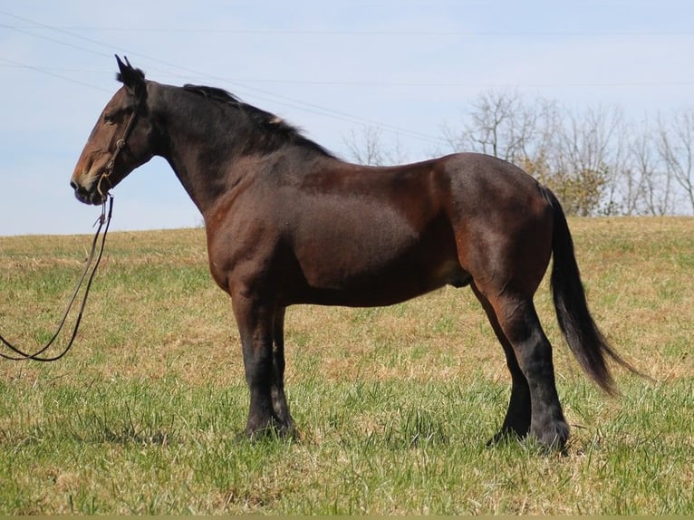 Draft Horse Valack 8 år Brun in Whitley city Ky
