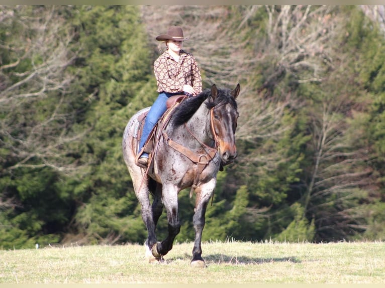 Draft Horse Blandning Valack 8 år Brunskimmel in Clarion, PA