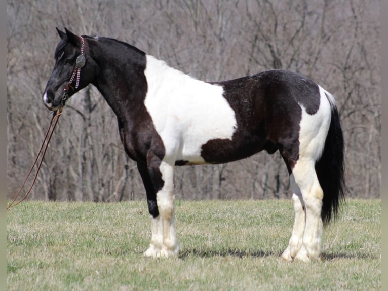 Draft Horse Valack 8 år Tobiano-skäck-alla-färger in Brodhead Ky