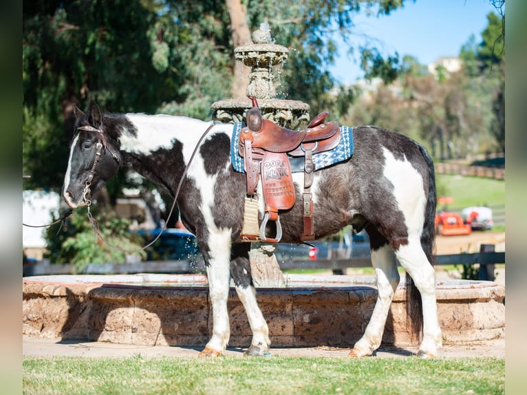 Draft Horse Valack 8 år Tobiano-skäck-alla-färger in Murrieta, CA