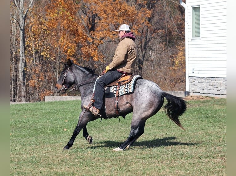 Draft Horse Valack 9 år 145 cm Konstantskimmel in Mount Vernon